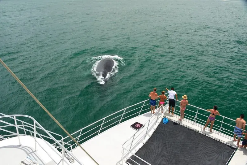 Ocean King Catamaran Manuel Antonio