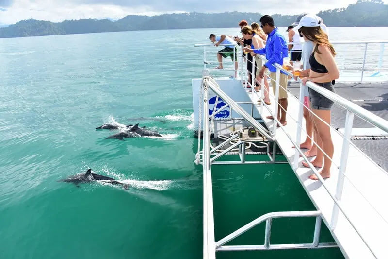 Tom Cat Catamaran Manuel Antonio